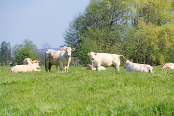 Normandy cows on pasture