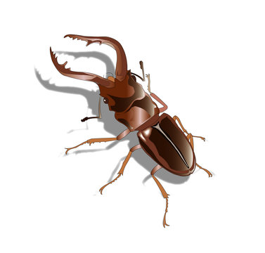 クワガタ虫イラスト Stock イラスト Adobe Stock