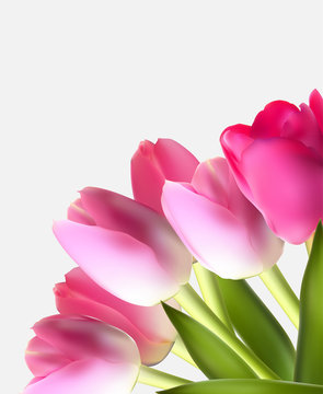 Beautiful Pink Realistic Tulip Background Vector Illustration EP