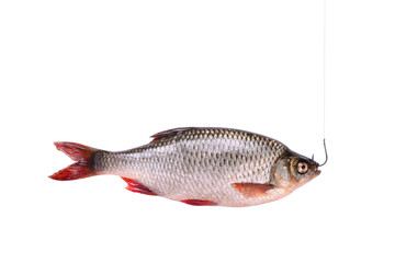 Fresh raw fish on a hook, isolated on white  clipping path