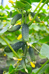 Many small green cucumbers