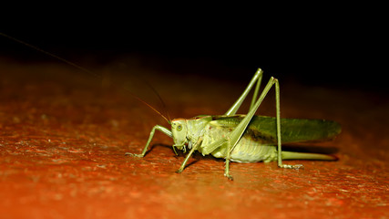 Locusts at night