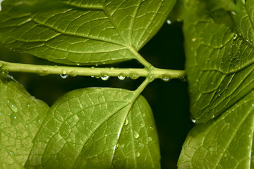 Drops of water on jasmine branch
