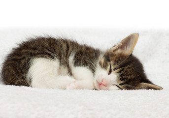 Fototapeta na wymiar kitten sleeping