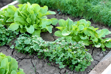 Vegetable garden