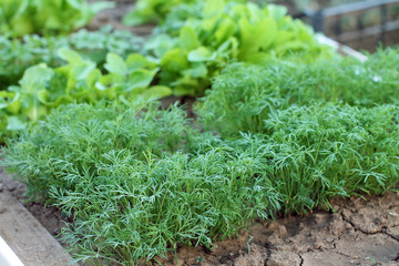 green dill plants growing on bed