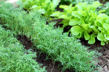 Vegetable garden