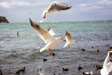 The sea gulls