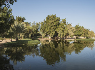 Fototapeta na wymiar Trees reflecting in pond at a rural park