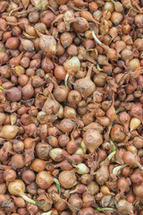 Small seed onions background