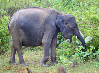 Fototapeta na wymiar indian elephant eating