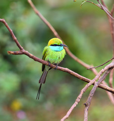 Green Bee-eater bird on branch