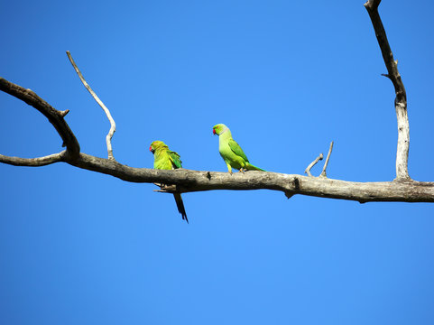 pair of green parrots on branch