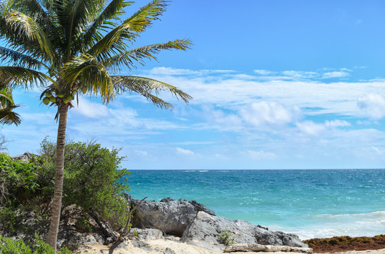 Coconut palm tree at rocky white sand beach on a windy day 