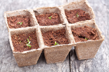 starter growing pots on the table
