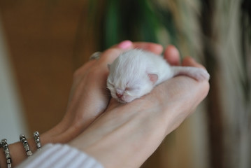 A newborn little kitten with eyes closed in female hands.