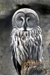 Great grey owl (Strix nebulosa)