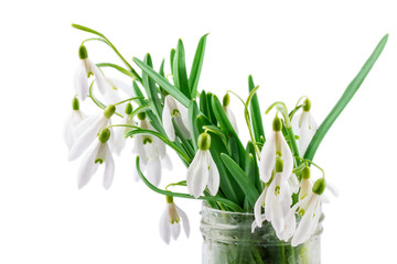 snowdrops isolated on white background
