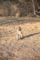 Little of baboon