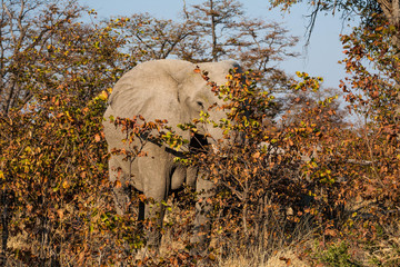 Elephant in the bush