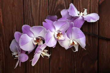 pink orchid flowers on the wood