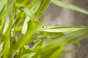 green grass background and texture