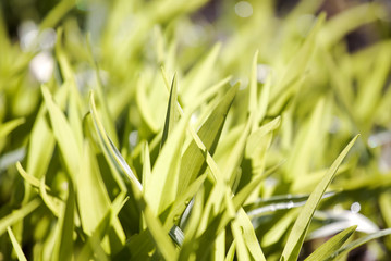 green grass background and texture