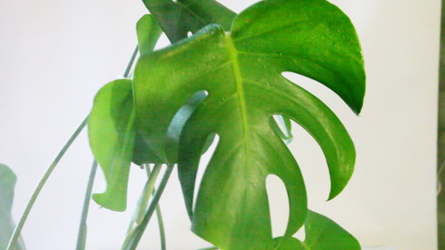 Spraying water on the green leaves of the plant