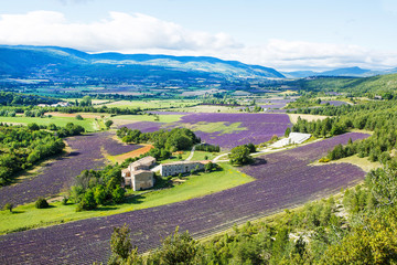 Naklejka premium Lavender fields near Valensole in Provence, France.