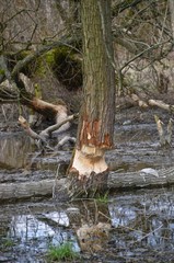 Obraz premium Trees damaged by beavers