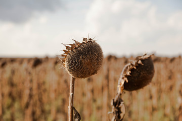 Wilted Sunflower, dried sunflowers