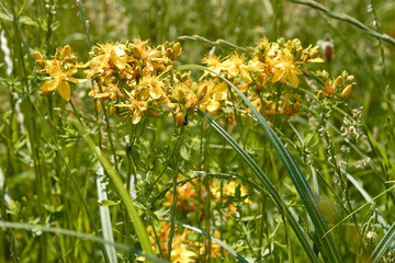 Flowering Hypericum plant close-up on meadows