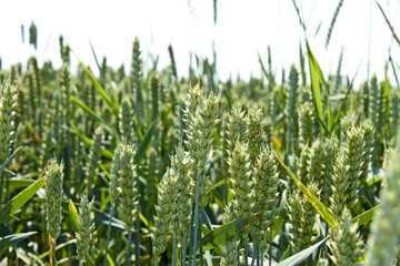 Green ears of wheat closeup in the field before ripening