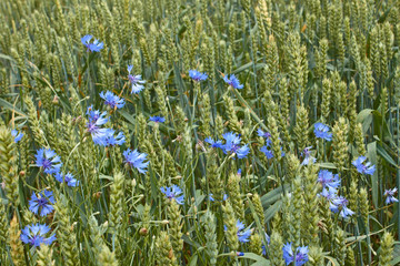 Cornflowers among ripening wheat ears close-up