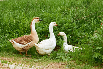 Two geese and goose on the meadow