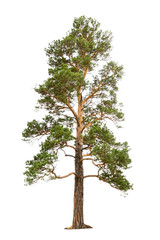 pine tree