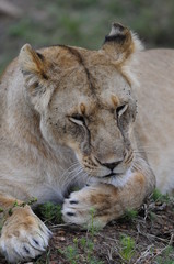 Lioness (Panthera leo), Masai Mara, Kenya
