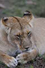 Lioness (Panthera leo), Masai Mara, Kenya