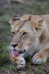 Lioness (Panthera leo), Masai Mara, Kenya