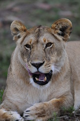 Obraz na płótnie Canvas Lioness (Panthera leo), Masai Mara, Kenya