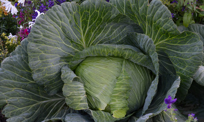 Giant Alaskan Cabbage