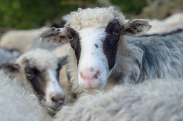 Portrait of a sheep