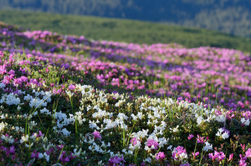 Flowers on the hillside