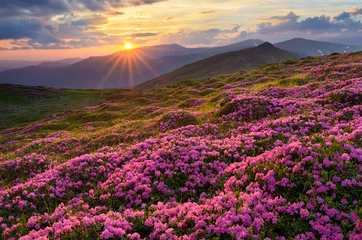 Fototapete Sommer Blumenfelder in den Bergen