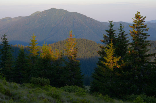 Fototapeta Forest in the mountains
