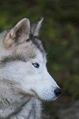 Portrait d'un loup aux yeux bleus