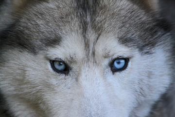 Portrait d'un loup aux yeux bleus