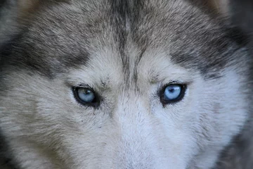 Tableaux ronds sur aluminium Loup Portrait d'un loup aux yeux bleus