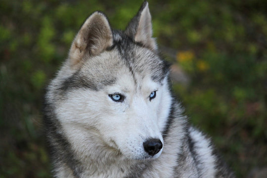 198 Best Louveteau Images Stock Photos Vectors Adobe Stock 198 Best Louveteau Images Stock Photos Vectors Adobe Stock