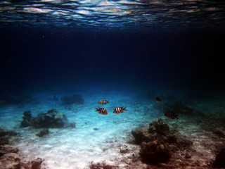 Khao Lak / Thailand / Aquarium Style